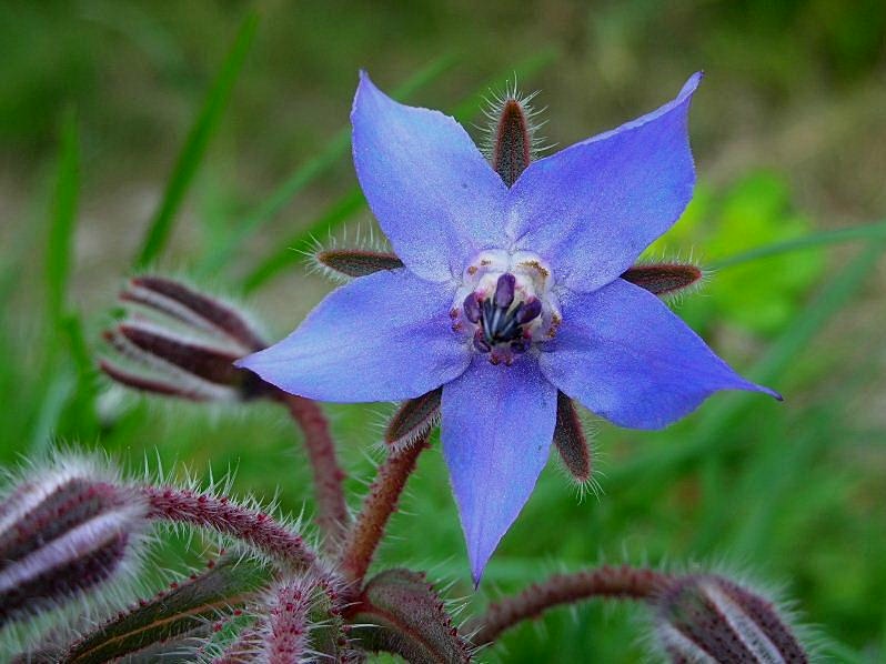 Borago officinalis / Borragine comune